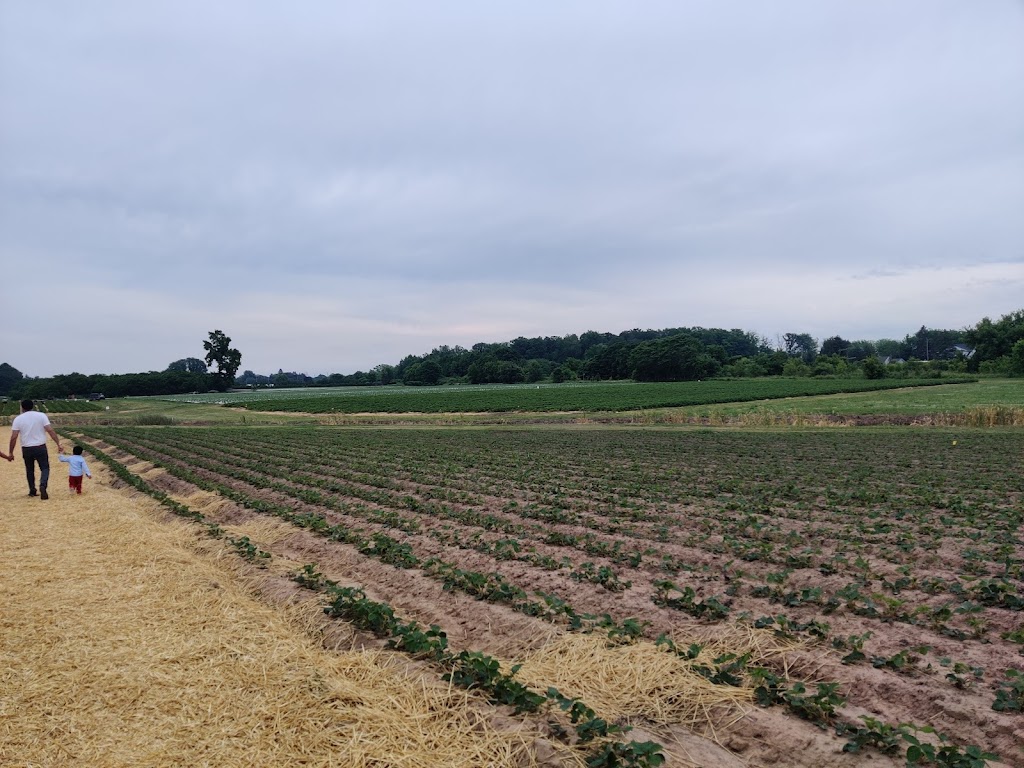 Tigchelaar Berry Farms Pick-your-own Strawberries | 4159 Jordan Rd, Jordan Station, ON L0R 1S0, Canada | Phone: (905) 658-2265