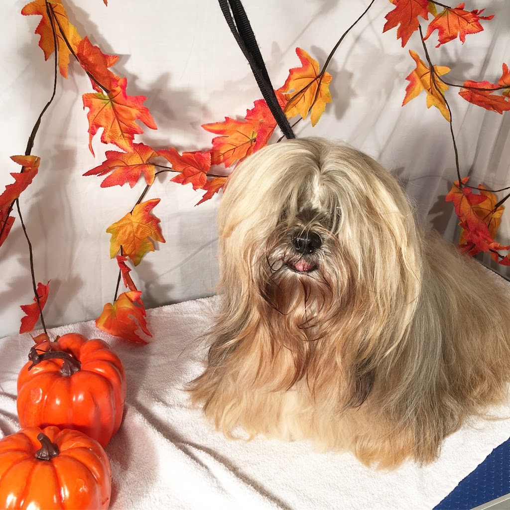 Pleasant Park Grooming | 5285 Manning Rd, Maidstone, ON N0R 1K0, Canada | Phone: (519) 796-2083