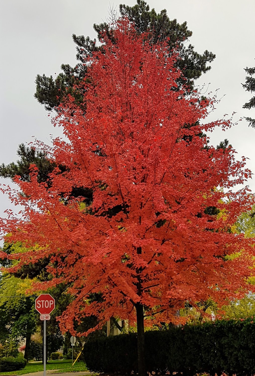 Lora Hill Park | 36 Fernalroy Blvd, Etobicoke, ON M8Z 3W1, Canada
