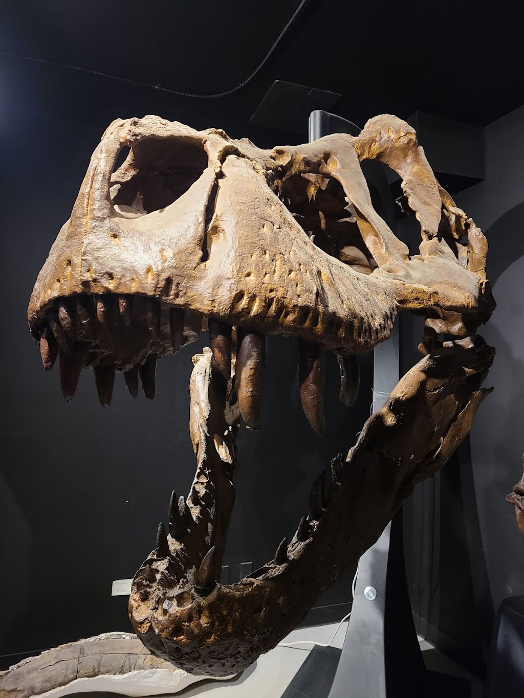 Dino Lab Inc. | 491 Dupplin Rd #2, Victoria, BC V8Z 1B8, Canada | Phone: (778) 966-3466