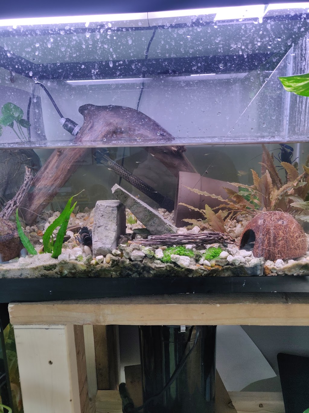ShrimpFever Aquarium | 210 Silver Star Blvd Unit 801, Scarborough, ON M1V 5J9, Canada | Phone: (647) 667-6161