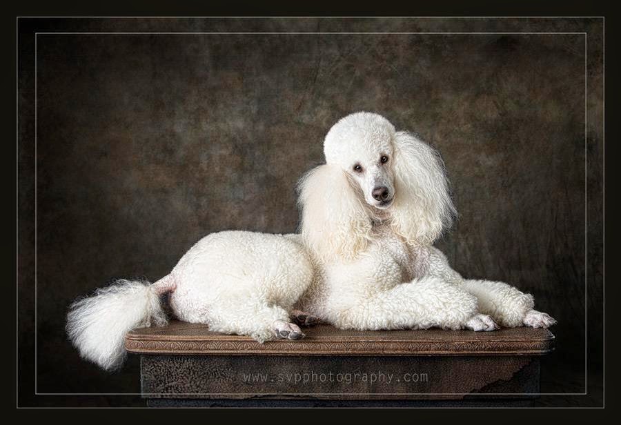 Pawsitively Purrfect Pet Spa | 755 Lake Bonavista Dr SE, Calgary, AB T2J 0N3, Canada | Phone: (403) 258-3322