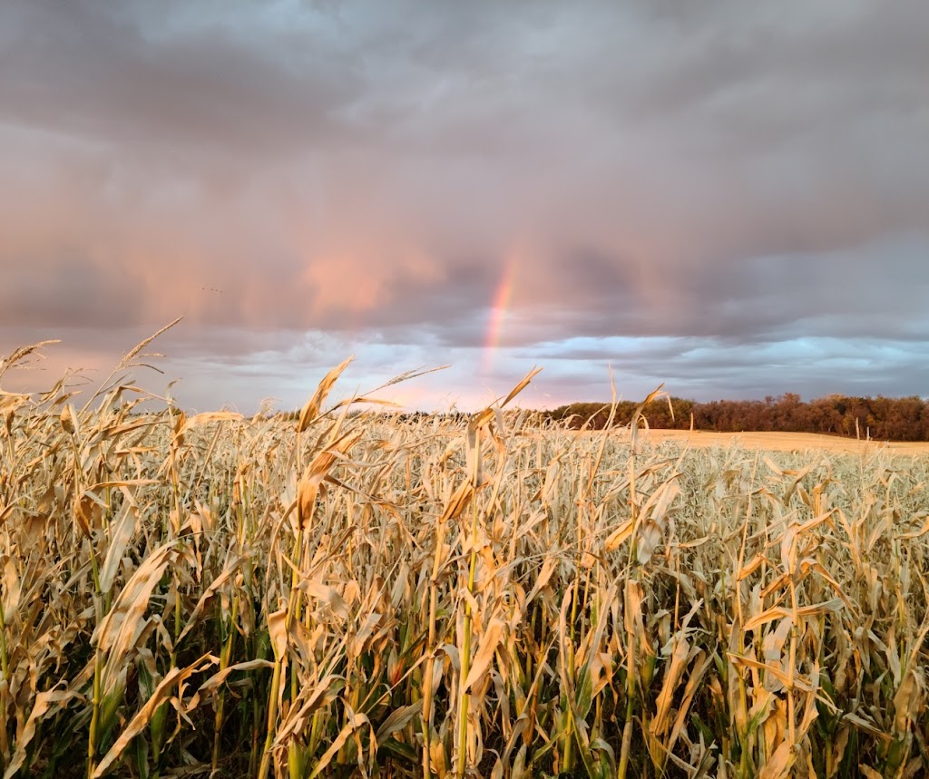 King Korn Maze | box 106, NOTRE DAME, MB R0G 1M0, Canada | Phone: (204) 979-2358