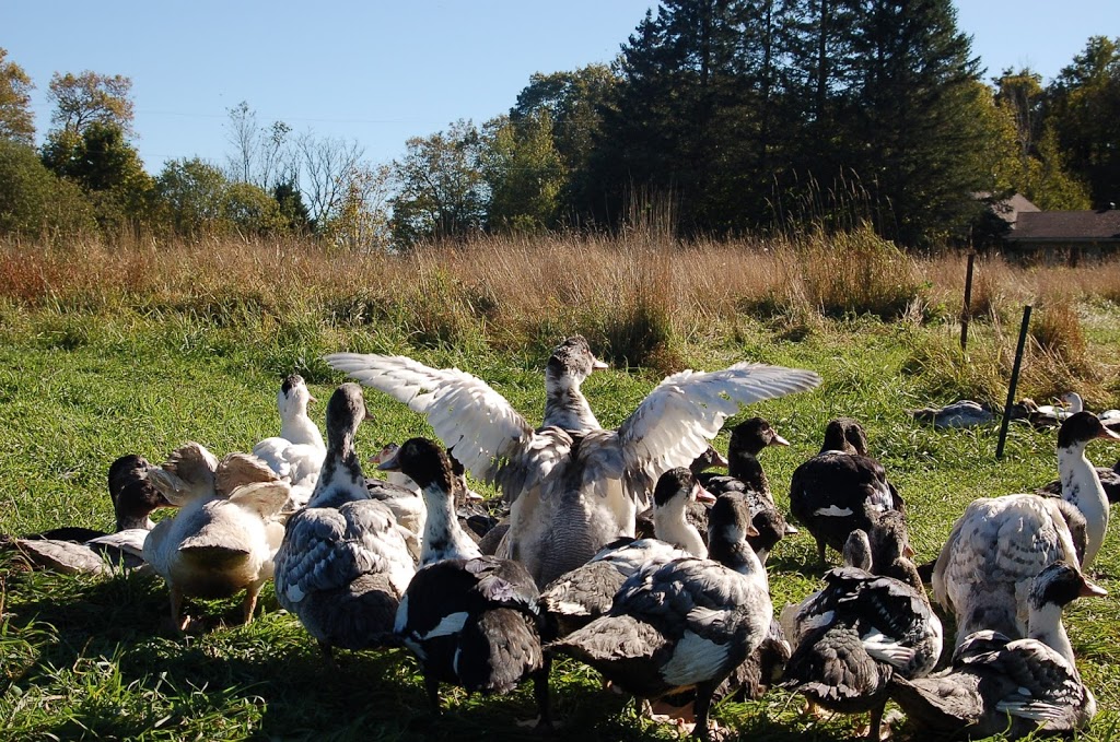 Les canards dabord | 3921 Rang Sainte Anne, Saint-Norbert, QC J0K 3C0, Canada | Phone: (450) 889-5194