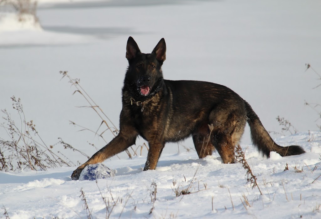 One More Light K9 | S Island Park Dr, Ottawa, ON K4M 1J2, Canada | Phone: (613) 807-7597