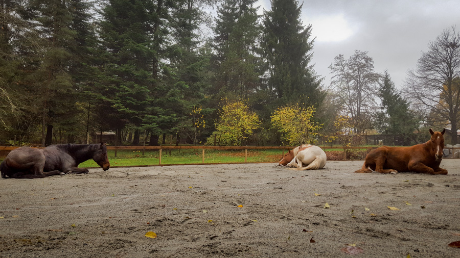 Stable Horse Training and Rehabilitation | 26136 Dewdney Trunk Rd, Maple Ridge, BC V2W 1A2, Canada | Phone: (604) 315-1517