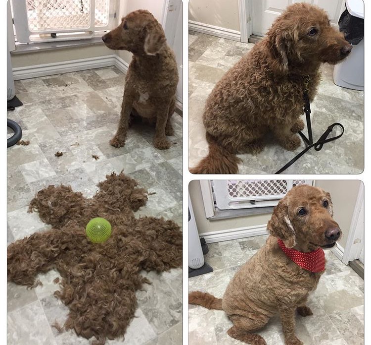 Adorable Pet Grooming & Boutique | 340 Henry St Unit # 19, Brantford, ON N3T 6L2, Canada | Phone: (519) 770-5041