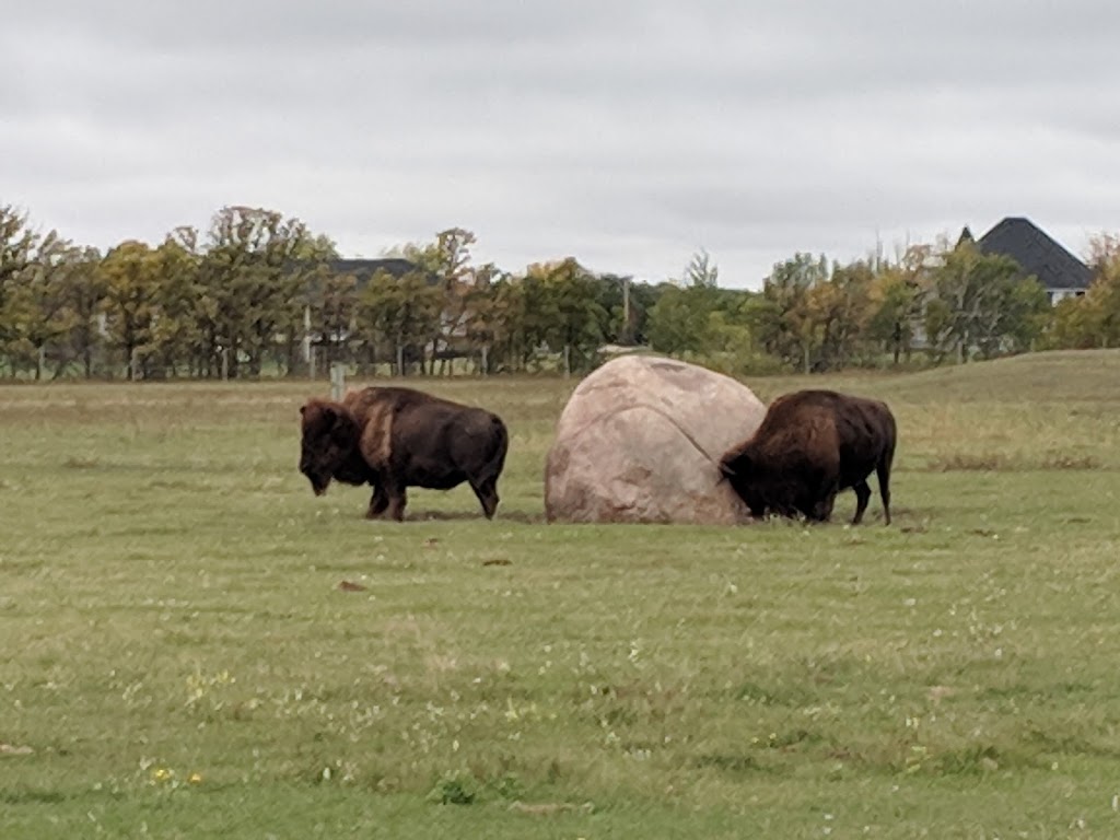 FortWhyte Alive Bison Lookout | Unnamed Rd,, Winnipeg, MB R3P 0S8, Canada