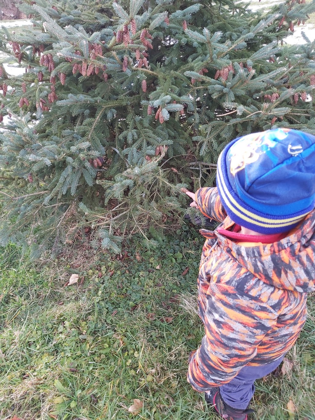 Twinkle Trees | 3906 Mountain Street Opposite, Albright Gardens, Beamsville, ON L0R 1B0, Canada | Phone: (416) 545-7245