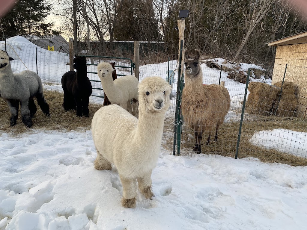 Skywatcher Alpaca Farm | 14 Ahsennénhson, Oka, QC J0N 1E0, Canada | Phone: (514) 224-3457