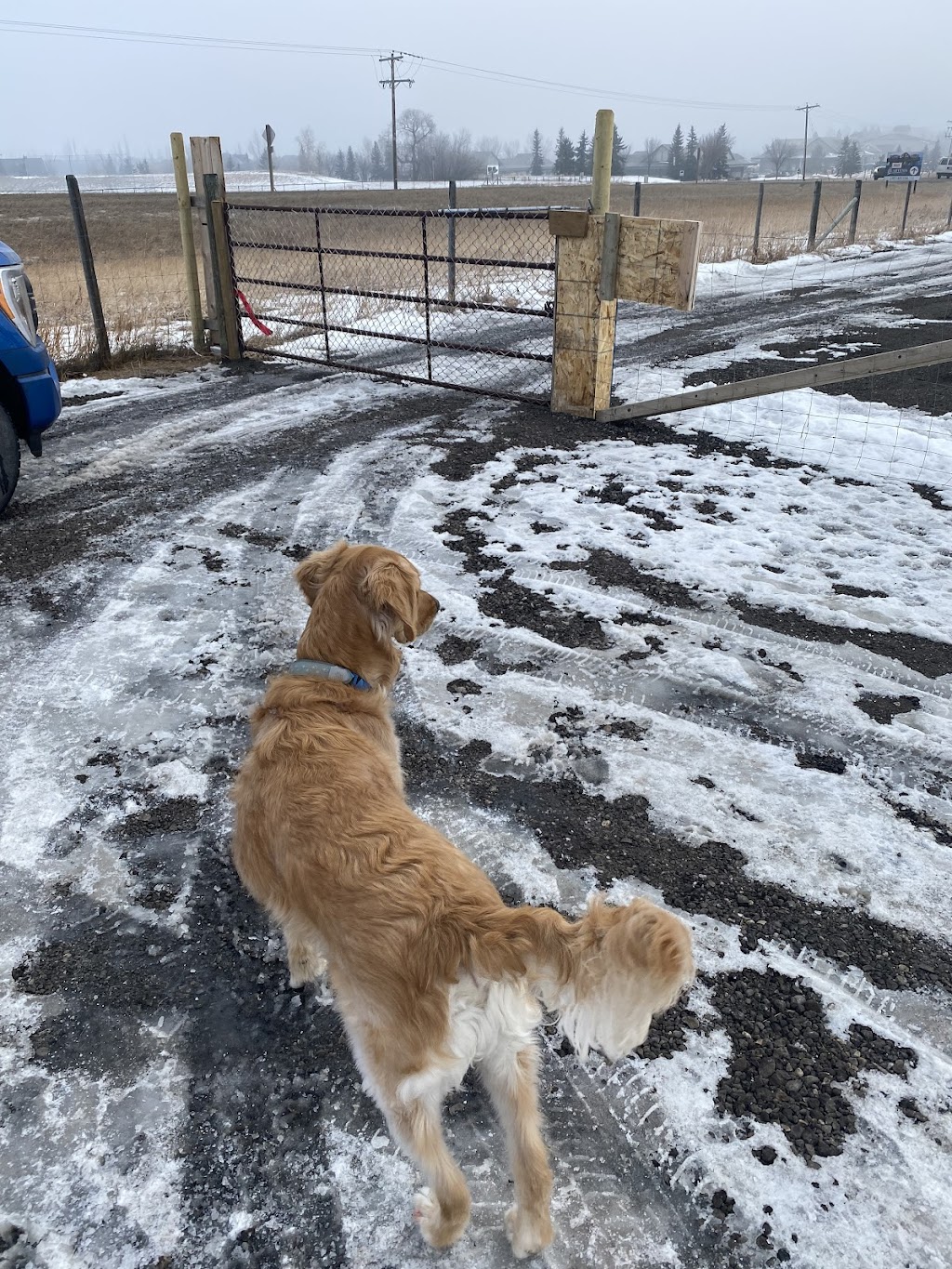 MyWalkies | 17 Dunbow Rd W, De Winton, AB T0L 0X0, Canada | Phone: (403) 921-4415
