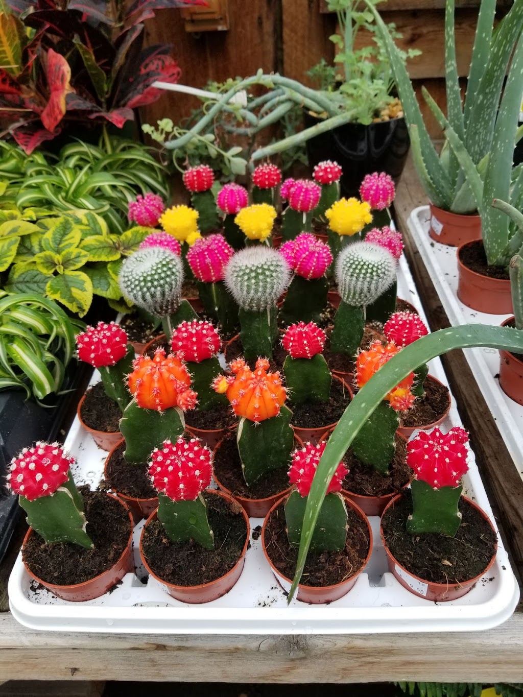 Binette Inc. greenhouses. | 2568 Boulevard Mercure, Saint-Nicéphore, QC J2A 1H2, Canada | Phone: (819) 478-7195