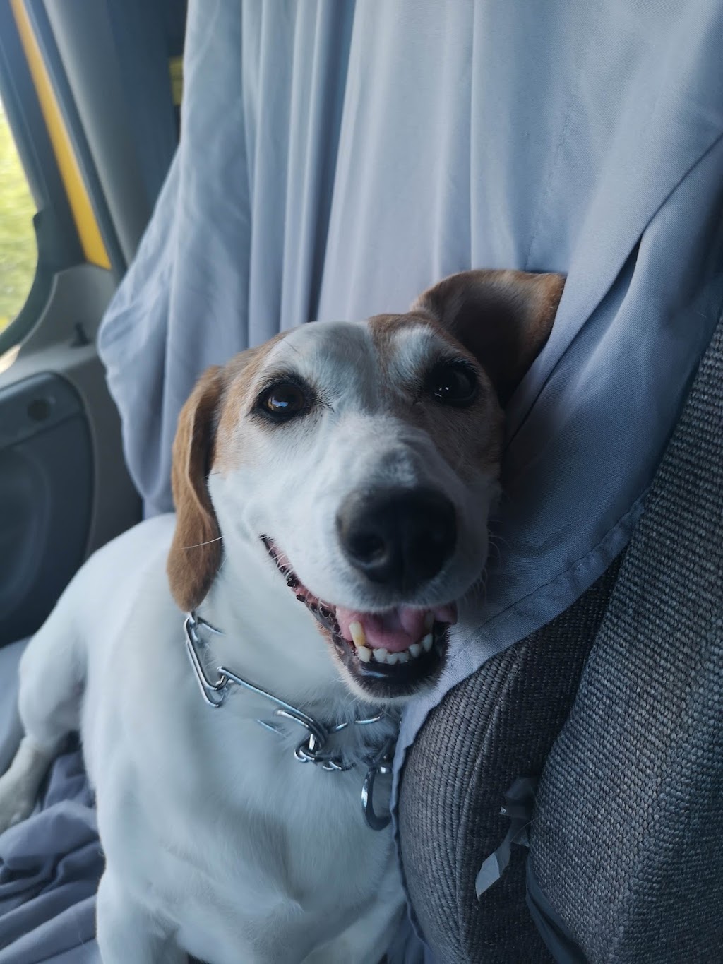 Hair of the Dog Pet Grooming | 210 Front St, Trenton, ON K8V 4N9, Canada | Phone: (613) 955-1234