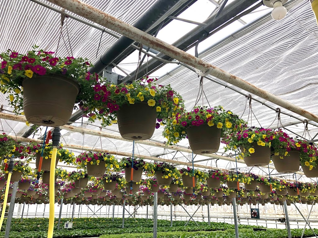 Westland Greenhouse (Jordan) Ltd | 4428 15th St, Jordan Harbour, ON L0R 1S0, Canada | Phone: (905) 562-7022