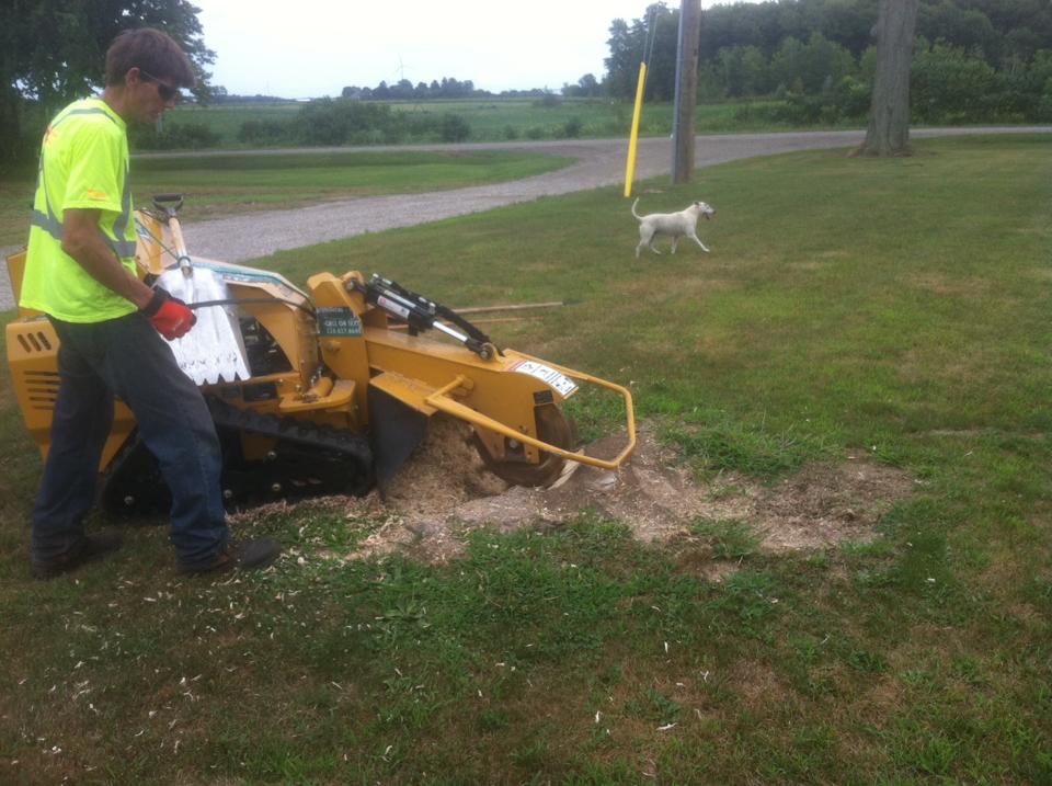 Davez Tree Service | 45 Cedar St, Collingwood, ON L9Y 3A4, Canada | Phone: (705) 606-6860