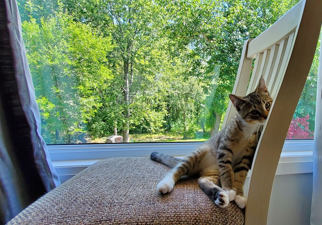 Windsor/Essex County Humane Society | 1375 Provincial Rd, Windsor, ON N8W 5V8, Canada | Phone: (519) 966-5751