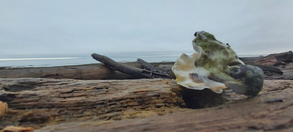 Sea-Change | 5489 Island Hwy S, Union Bay, BC V0R 3B0, Canada | Phone: (250) 335-1784