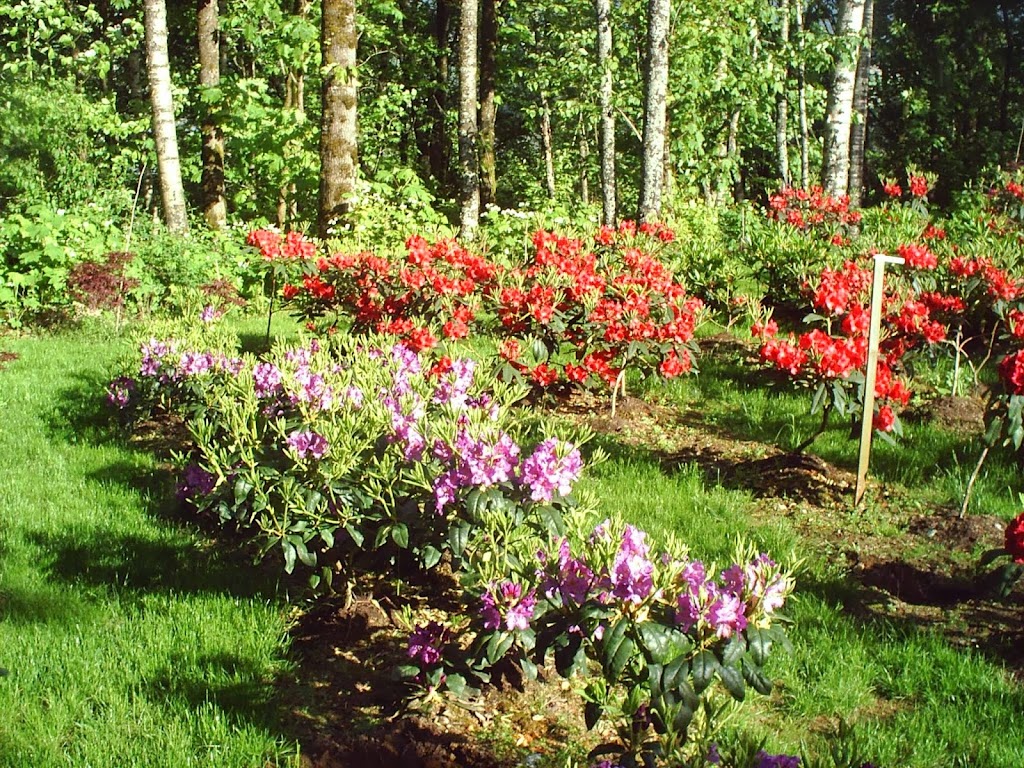 BNN RHODODENDRONS NURSERY | 43204 Honeysuckle Dr, Chilliwack, BC V2R 4A4, Canada | Phone: (604) 795-2354