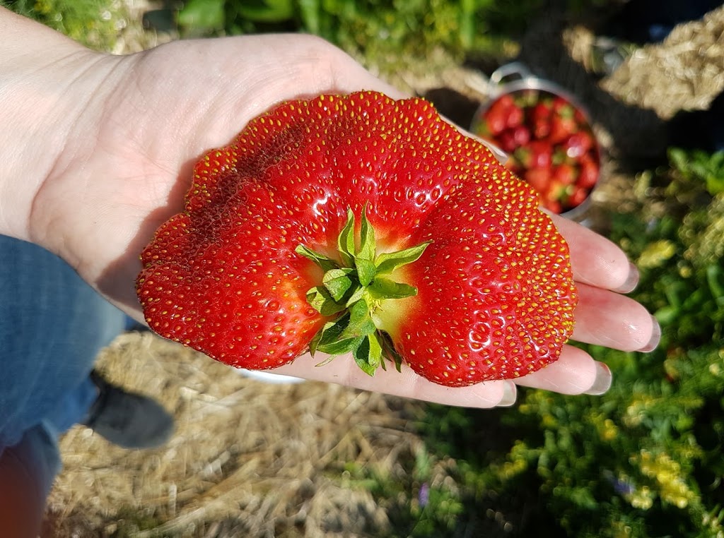 Fruitière Mario Nadeau | 2347 Chem. des Bois Francs E, Thetford Mines, QC G6H 3C8, Canada | Phone: (418) 335-7979