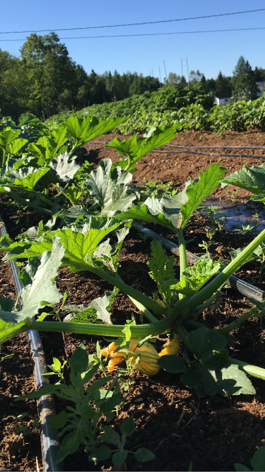 Mon petit Jardin au Québec | 20 Av. Yvon, Saint-Gabriel-de-Brandon, QC J0K 2N0, Canada | Phone: (514) 813-0871