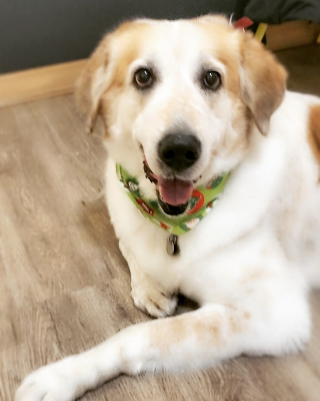 Canine Wellness Dog Grooming Boutique and Spa | 1 Queen St, Cookstown, ON L0L 1L0, Canada | Phone: (647) 766-7833