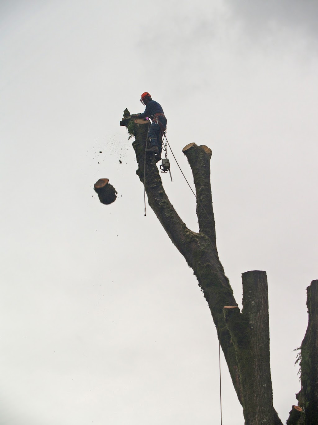 All Acres Tree Service | Box 208, Chemainus, BC V0R 1K0, Canada | Phone: (250) 246-1265