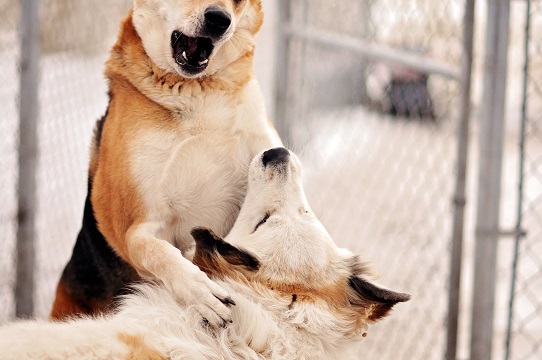 780 Kennels | 51227 Range Rd 280, Alberta T7Y 3H6, Canada | Phone: (780) 887-8805