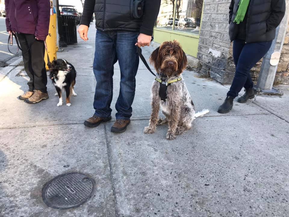 Endless Pawtential | 304 Norris Rd, Perth, ON K7H 3C6, Canada | Phone: (613) 267-8575