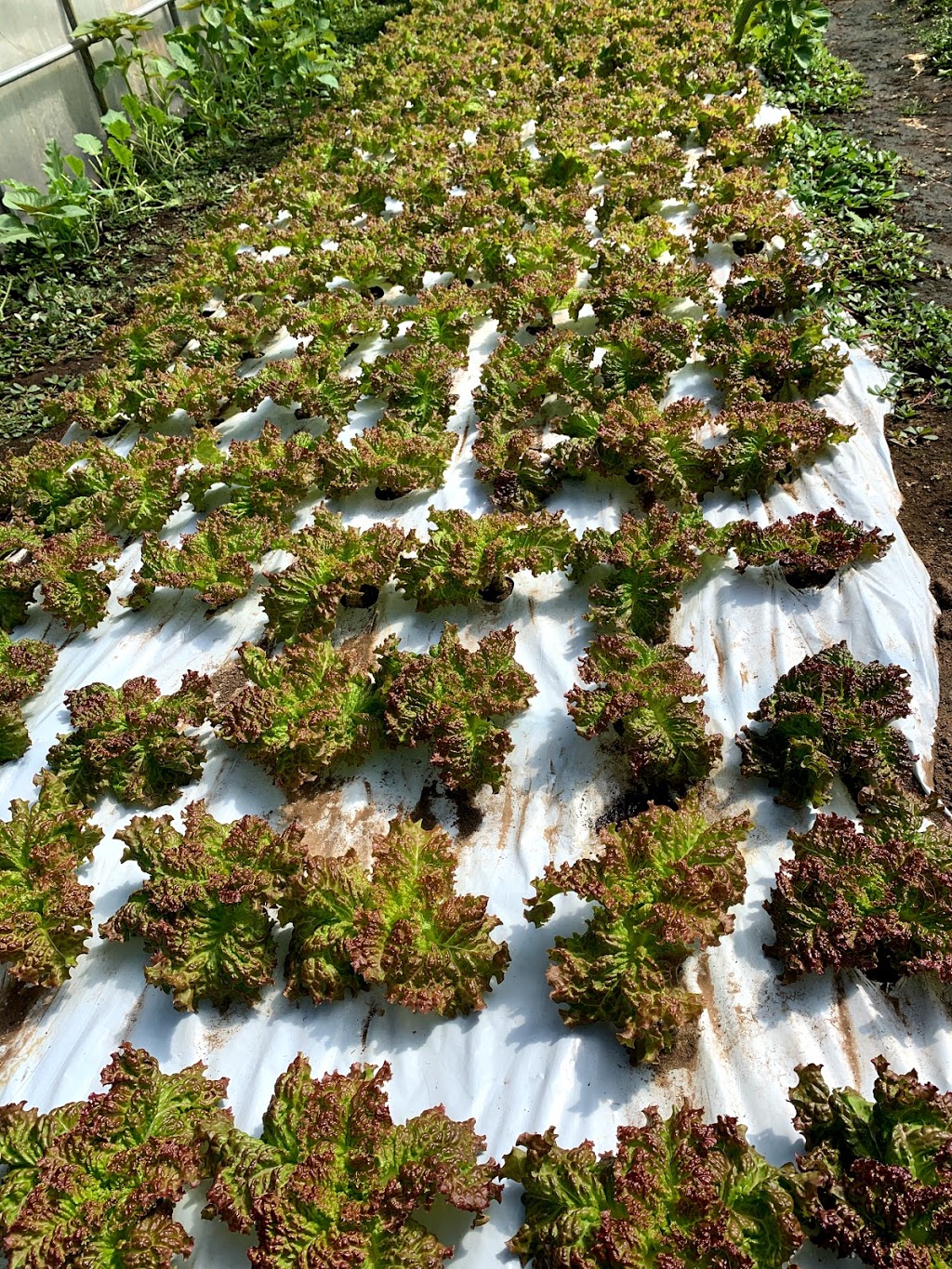 늘푸른농원 Evergreen Farm | 641 McCallum Rd, Abbotsford, BC V2S 8A1, Canada | Phone: (778) 808-0801