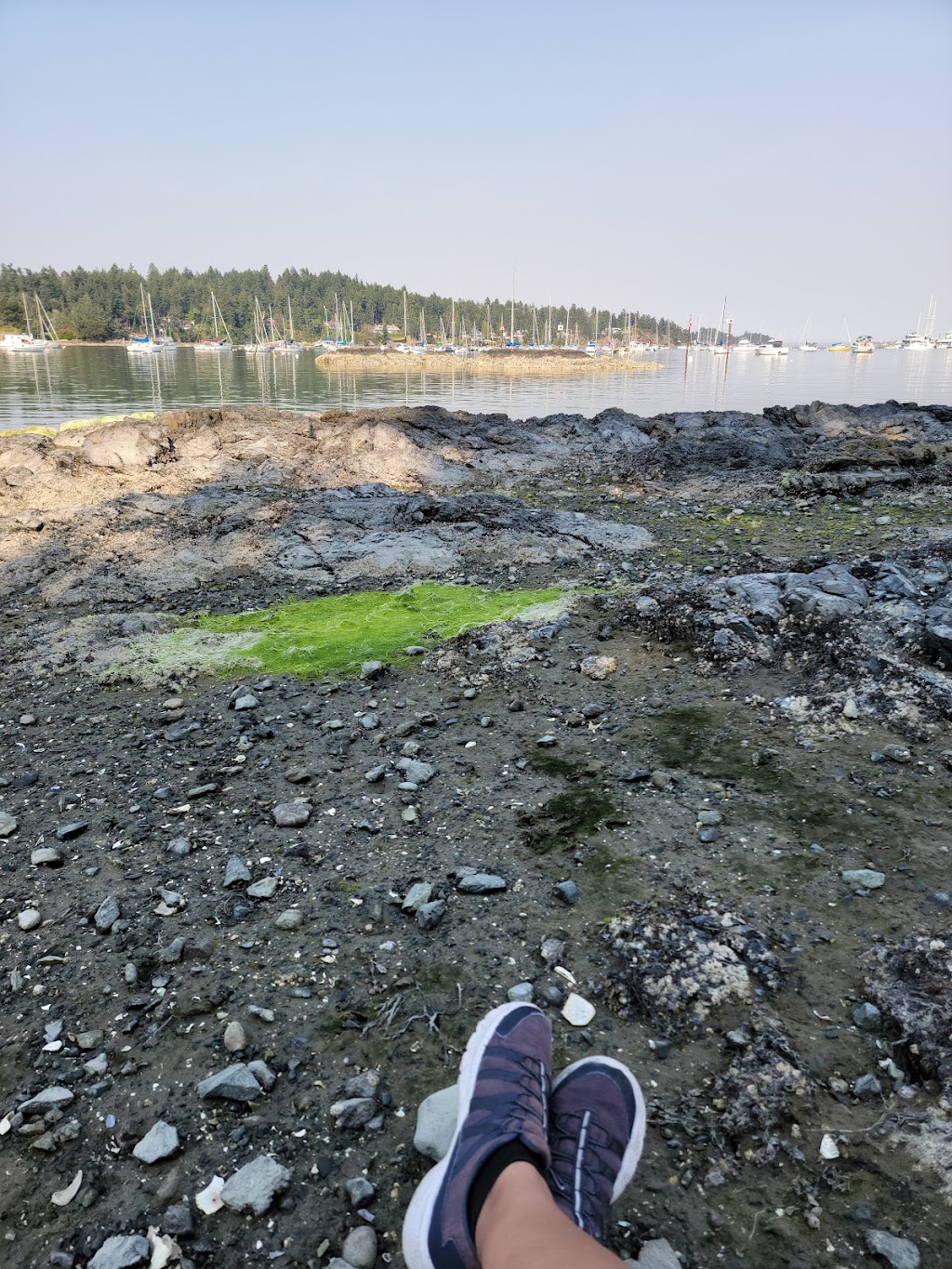 Marina Park Marina | 2060 White Birch Rd, Sidney, BC V8L 2R1, Canada | Phone: (250) 656-0454