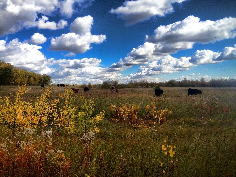 Coronado Stables | 57129 Range Rd 230, Gibbons, AB T0A 1N0, Canada | Phone: (780) 940-2610