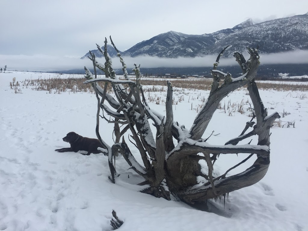 Riverside Farm | 2760 Brisco Rd, Brisco, BC V0A 1B0, Canada | Phone: (250) 219-9443