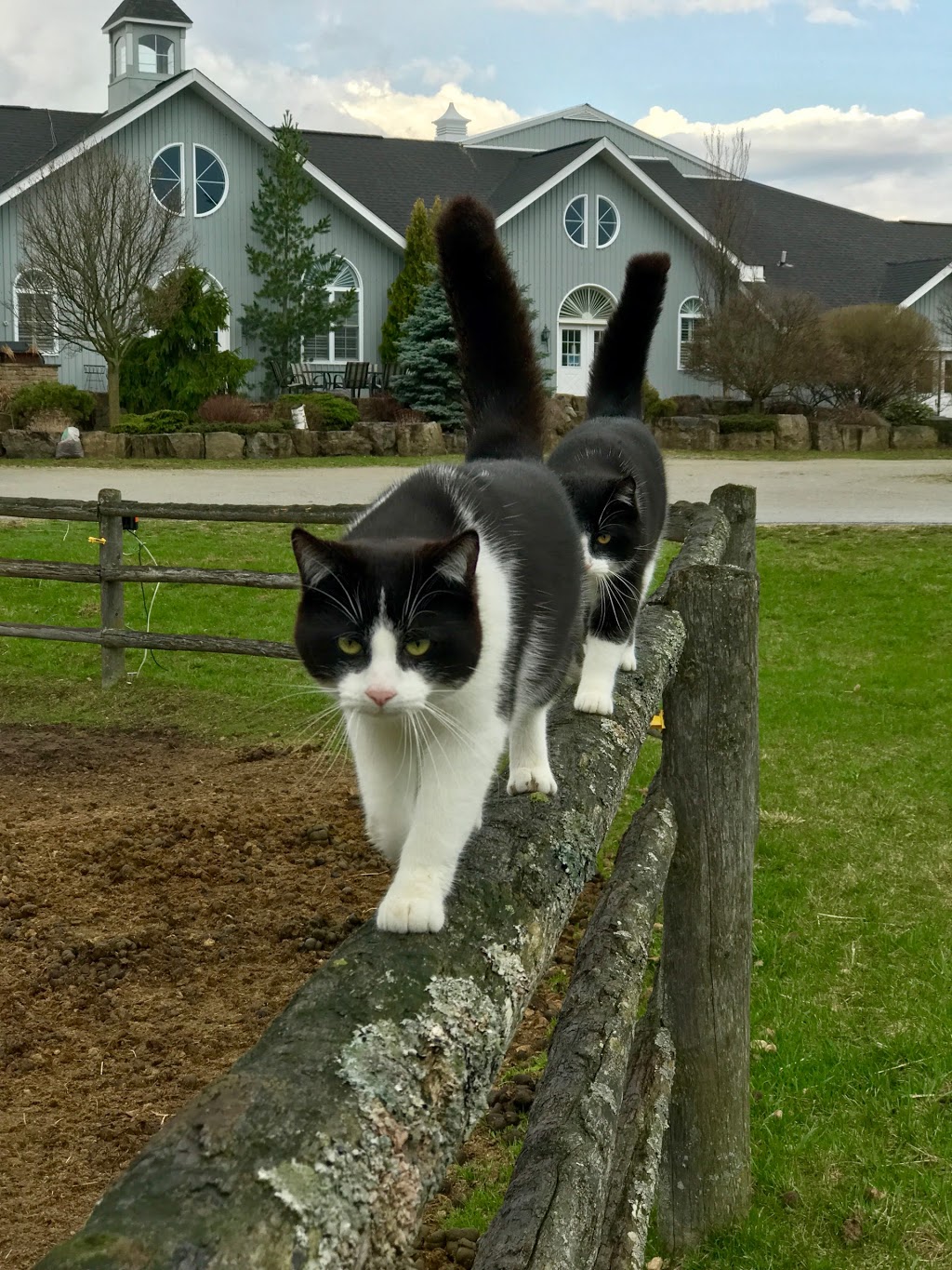Wolfstone Farm | 15876 Mt Wolfe Rd, Bolton, ON L7E 3N8, Canada | Phone: (905) 880-7635