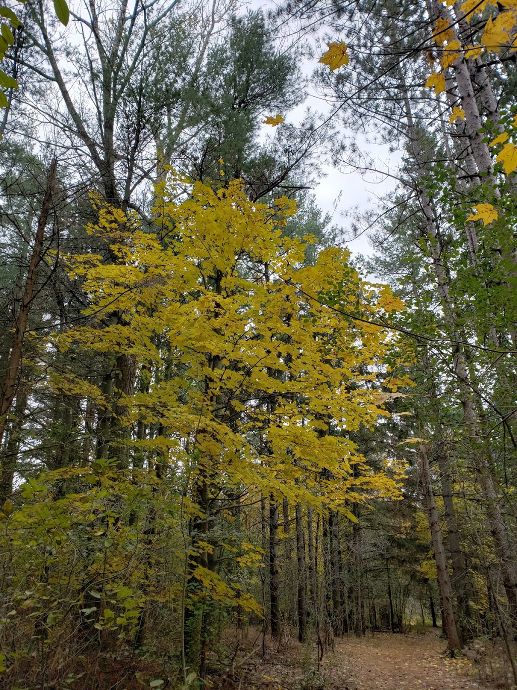 Dumfries Conservation Area | Dunbar Rd, Cambridge, ON N3H 4W6, Canada | Phone: (519) 621-3697