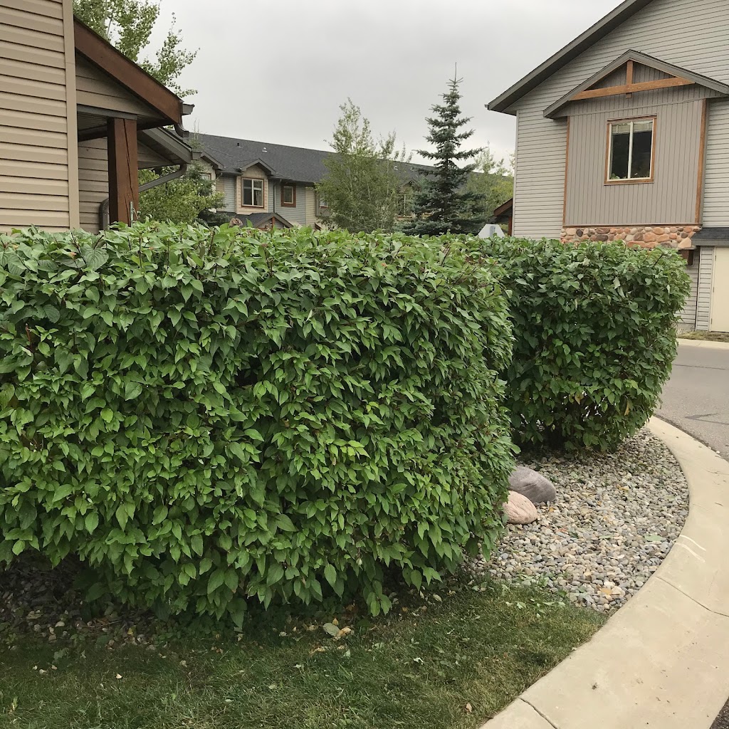 Simple Yard | 225 Railway St E, Cochrane, AB T4C 2C3, Canada | Phone: (587) 601-1220
