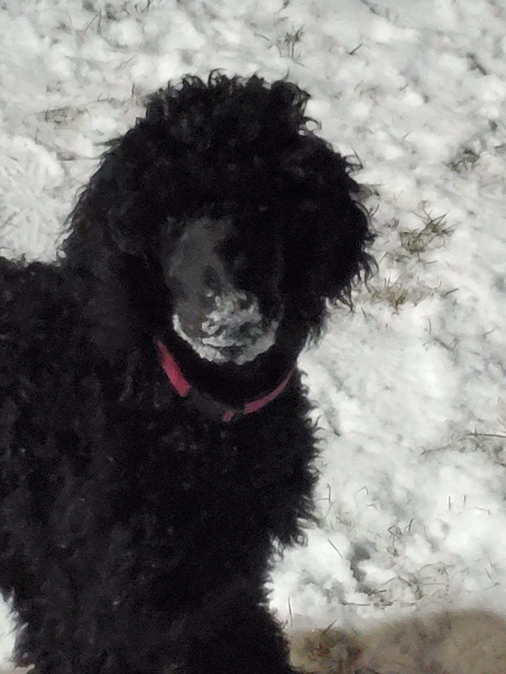 Mazinblue Regd Standard Poodles | 6358 Concession Rd 6, Harrow, ON N0R 1G0, Canada | Phone: (519) 566-9930