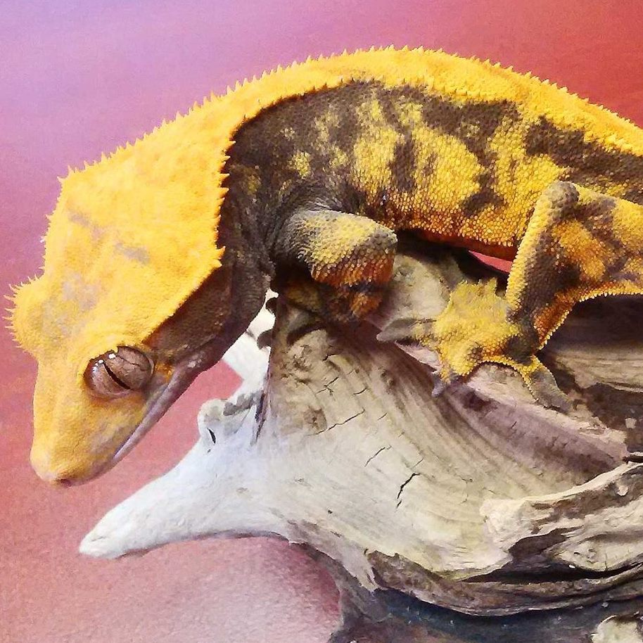 Global Exotic Pets Inc | 1305 Victoria St N, Kitchener, ON N2B 3C9, Canada | Phone: (519) 998-5569