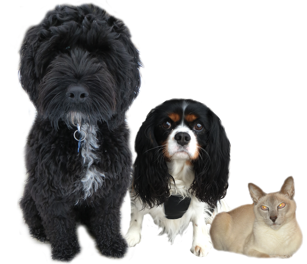 Woodbridge Animal Hospital | 5731 York Regional Rd 7, Woodbridge, ON L4L 4Y9, Canada | Phone: (905) 856-7387