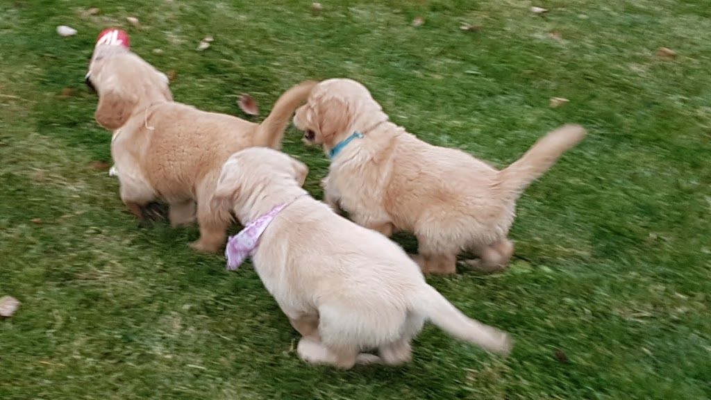 Golden Acres Dog Resort | 6073 5th Line, Rockwood, ON N0B 2K0, Canada | Phone: (416) 500-8332
