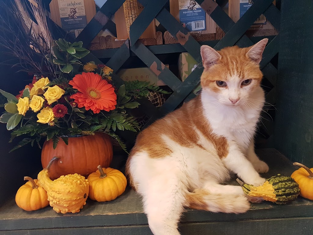Pioneer Nursery | 632 Van Buren St, Kemptville, ON K0G 1J0, Canada | Phone: (613) 258-5555