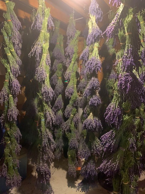 Lavender Works Company | 44702 Newry Rd, Brussels, ON N0G 1H0, Canada | Phone: (519) 291-7613
