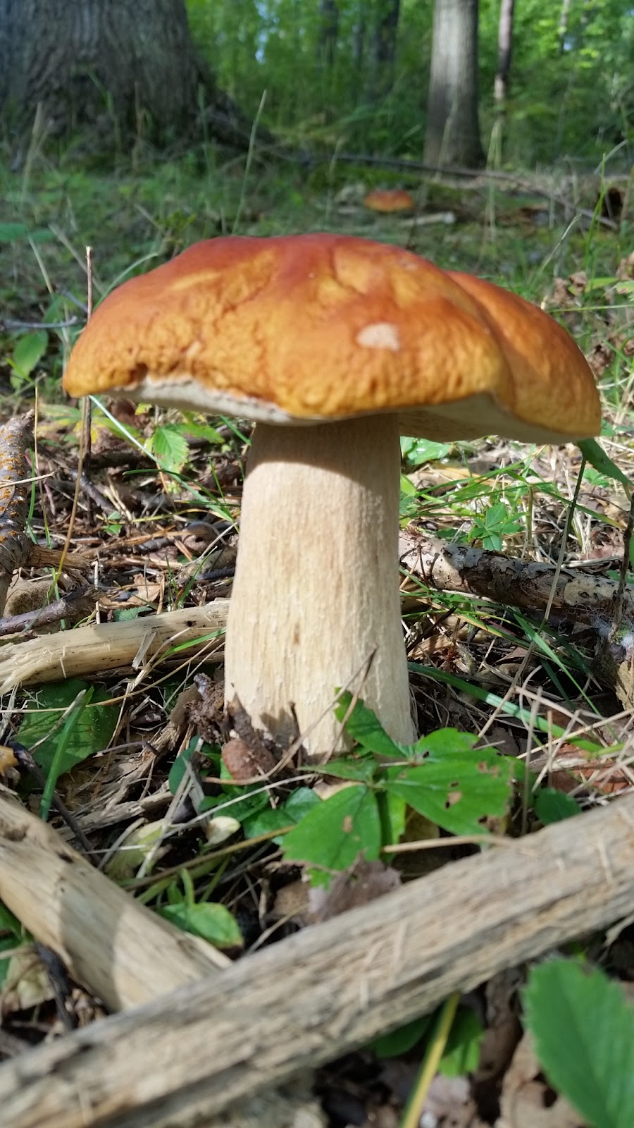 MUSHROOM PLACE NIAGARA | 13210 Crowland Ave, Niagara Falls, ON L3B 5N4, Canada | Phone: (905) 719-6885