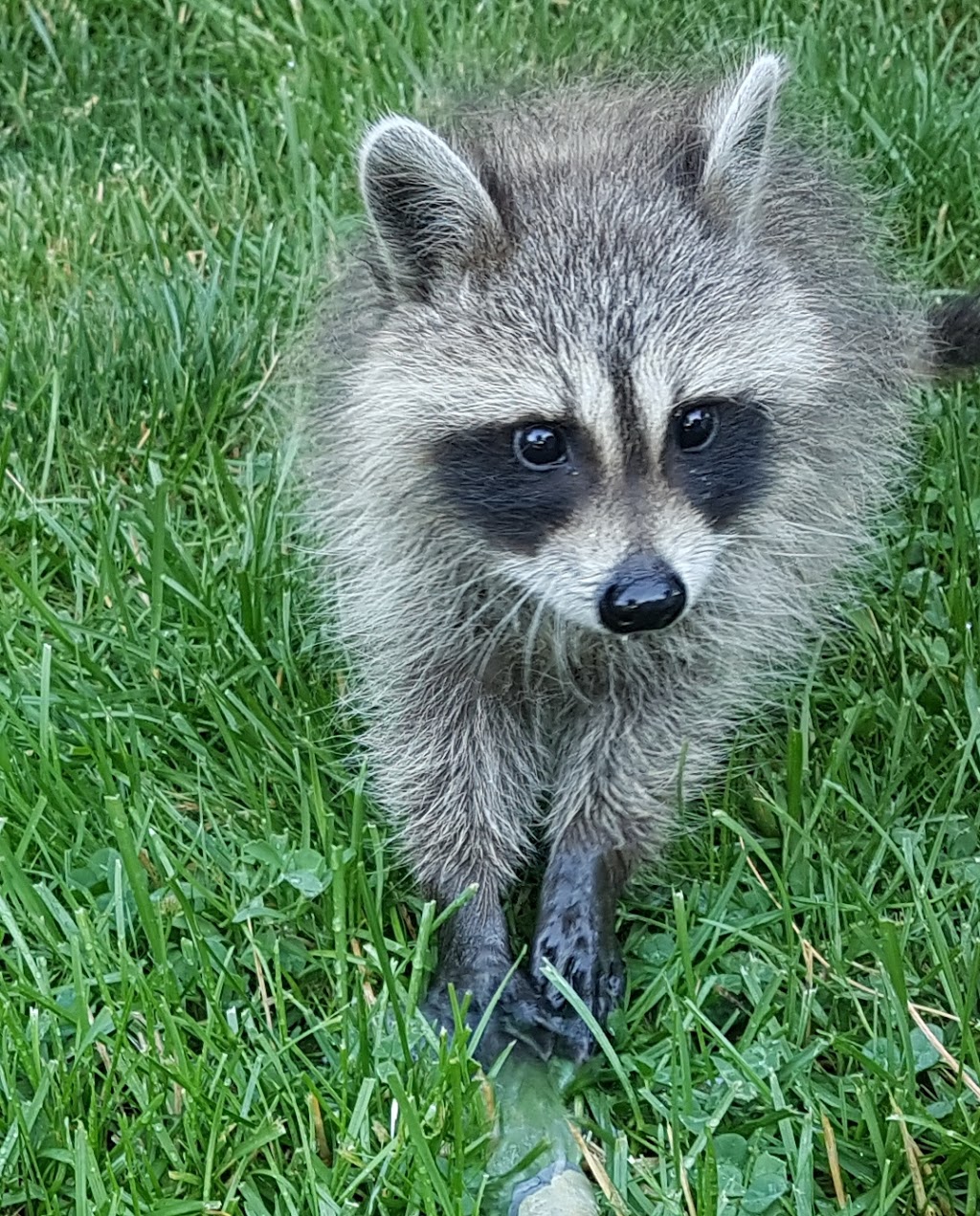 AAA Pest Protection Svc | 283 Alma St, St Thomas, ON N5P 3B9, Canada | Phone: (519) 631-4662