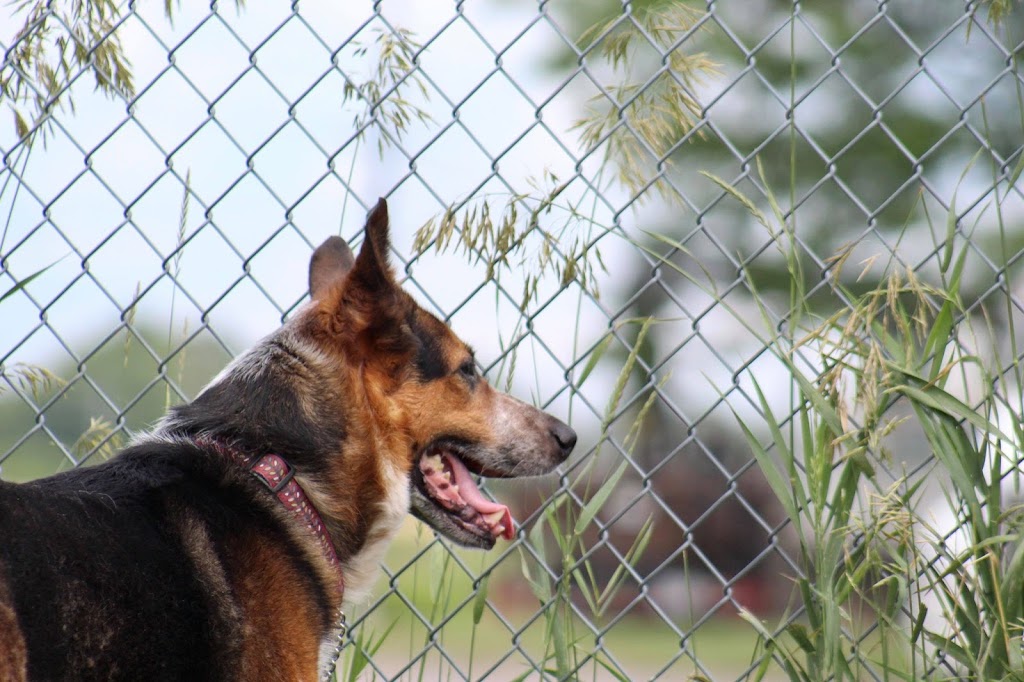 Northumberland Humane Society | 371 Ward St, Port Hope, ON L1A 4A4, Canada | Phone: (905) 885-4131