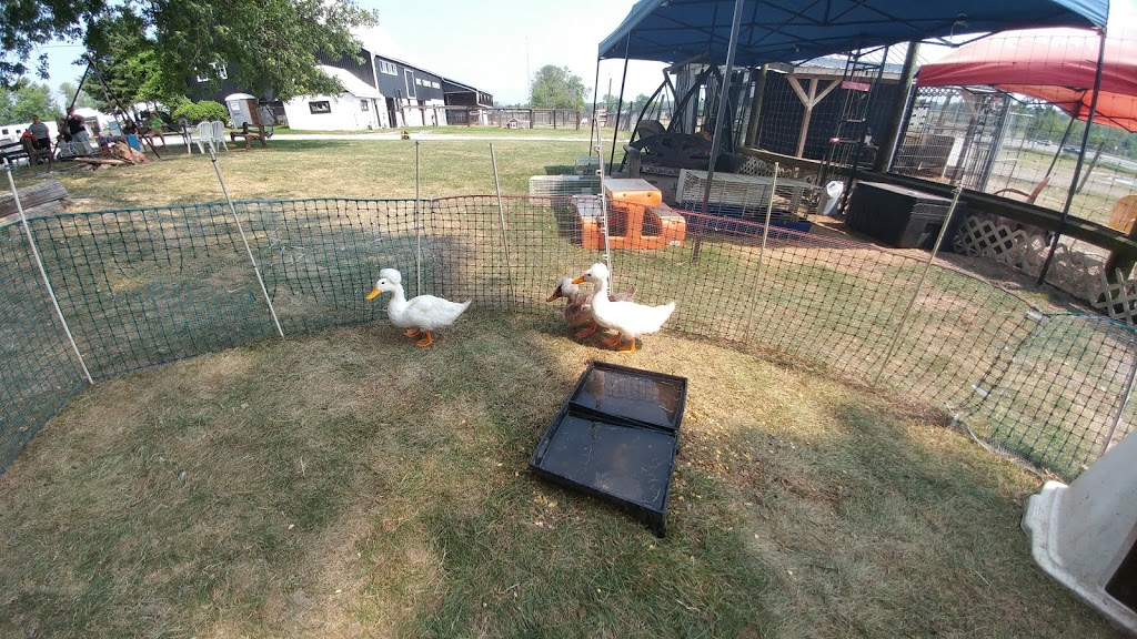 Big Curve Acres Farm | 65 11 Line N, Hawkestone, ON L0L 1T0, Canada | Phone: (705) 487-2000