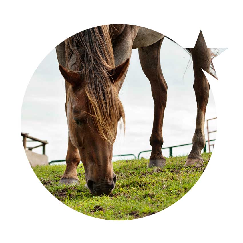 Shooting Star Psychology & Equine Therapy | RR 1 Site 17, Comp 1, Millet, AB T0C 1Z0, Canada | Phone: (780) 652-2606