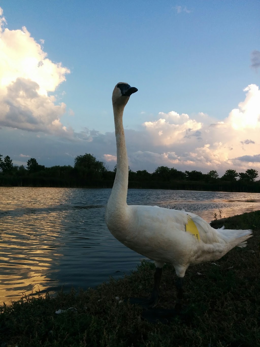 Rougeview Dog Park | 300 Rougeview Ave, Whitchurch-Stouffville, ON L4A 0G5, Canada