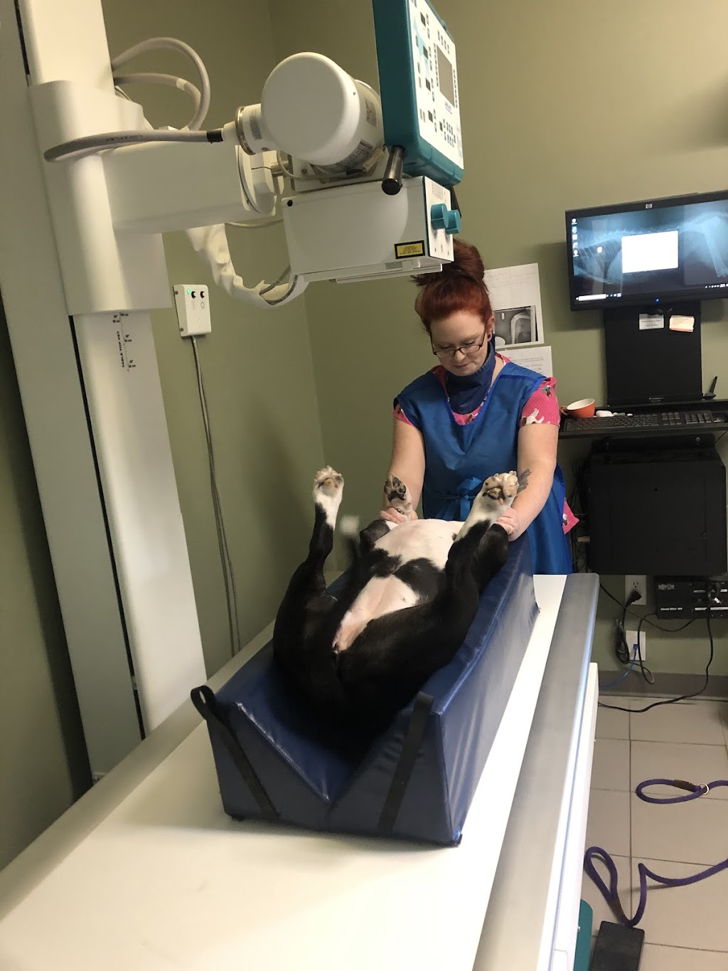 Lacombe Veterinary Centre | 5828 AB-2A, Lacombe, AB T4L 2G5, Canada | Phone: (403) 782-3688