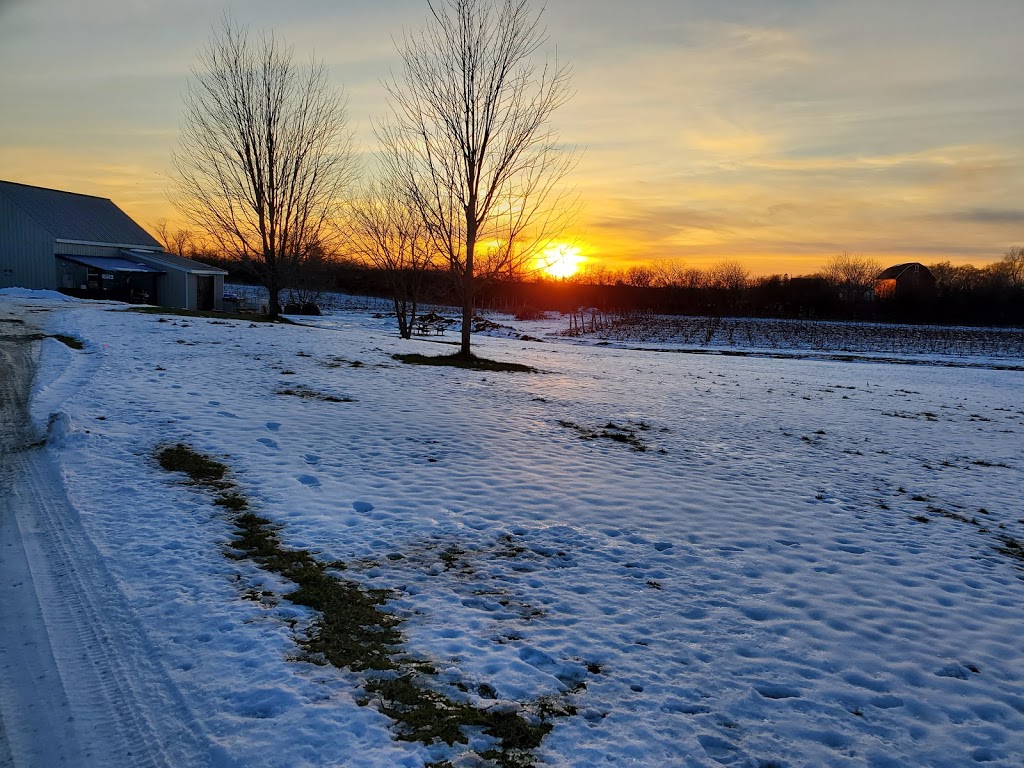 Gravel Hill Vineyards | 2J0, 567 Closson Rd, Hillier, ON K0K 2J0, Canada | Phone: (613) 399-1857