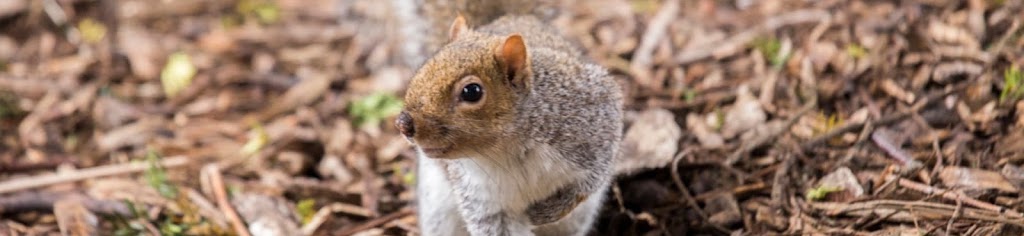 Top Line Pest Control: Bed Bugs, Cockroaches, Mice, Rats, Moles, | 5111 215 St, Langley City, BC V3A 5B9, Canada | Phone: (604) 551-6504